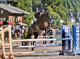 Selle Français, Mare, 10 years, 16 hh, Chestnut
