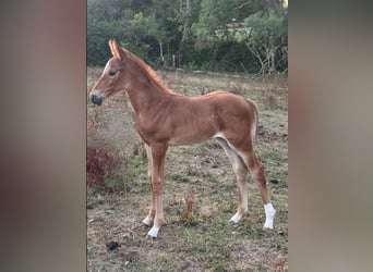 Selle Français, Mare, 10 years, 16 hh, Chestnut-Red