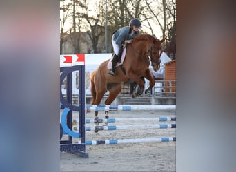 Selle Français, Mare, 10 years, 16 hh, Chestnut-Red