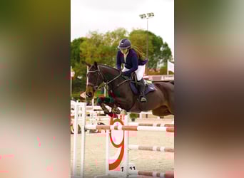 Selle Français, Mare, 10 years, 16,1 hh, Bay-Dark