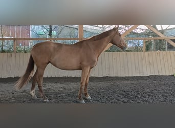 Selle Français, Mare, 10 years, 16,1 hh, Chestnut-Red