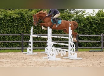 Selle Français, Mare, 10 years, 16,2 hh, Chestnut