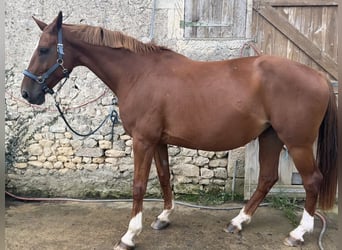 Selle Français, Mare, 10 years, 17 hh, Chestnut-Red Selle Français, Mare, 10 years, 17 hh, Chestnut-Red