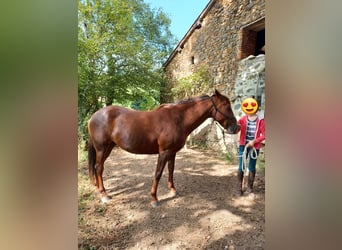 Selle Français, Mare, 11 years, 15.2 hh, Chestnut-Red
