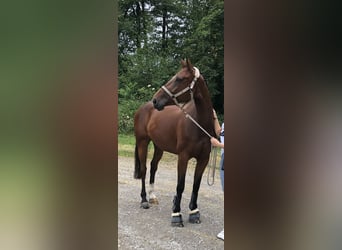 Selle Français, Mare, 11 years, 16.1 hh, Brown