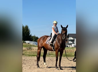 Selle Français, Mare, 11 years, 16.1 hh, Brown