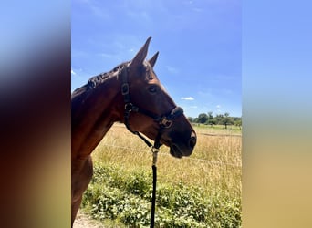 Selle Français, Mare, 11 years, 16.1 hh, Brown