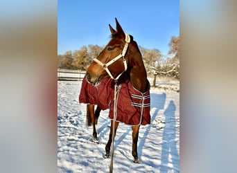 Selle Français, Mare, 11 years, 16.1 hh, Brown