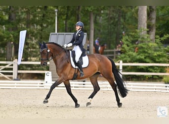 Selle Français, Mare, 11 years, 16.3 hh, Bay-Dark