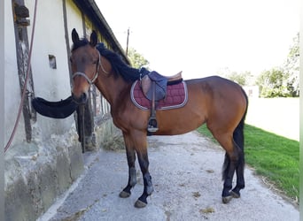 Selle Français, Mare, 11 years, 16 hh, Brown