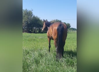 Selle Français, Mare, 11 years, 16 hh, Brown