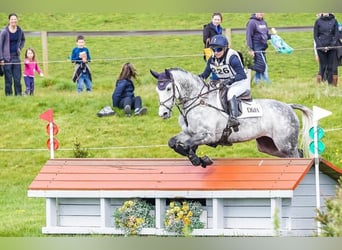 Selle Français, Mare, 11 years, 16 hh, Grey