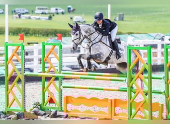 Selle Français, Mare, 11 years, 16 hh, Grey