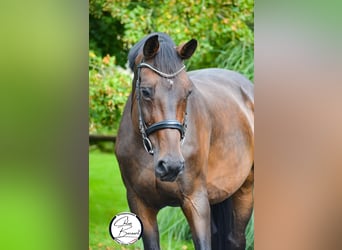 Selle Français, Mare, 11 years, 17 hh, Smoky-Black