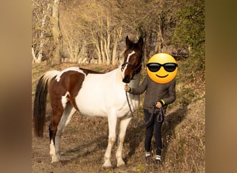 Selle Français, Mare, 12 years, 15,1 hh, Pinto