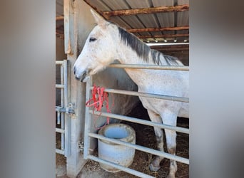 Selle Français, Mare, 12 years, 15.2 hh, Brown