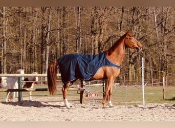 Selle Français, Mare, 12 years, 15.2 hh, Chestnut-Red