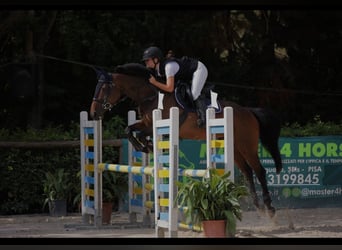 Selle Français, Mare, 12 years, 15,2 hh, Bay-Dark
