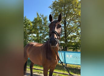 Selle Français, Mare, 12 years, 16.3 hh, Brown-Light