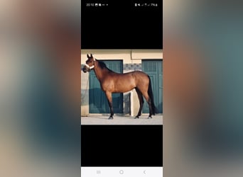 Selle Français, Mare, 12 years, 16 hh, Brown