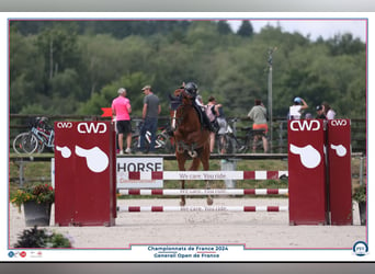 Selle Français, Mare, 12 years, 16 hh, Chestnut-Red