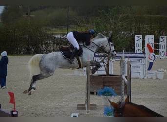 Selle Français, Mare, 12 years, 16 hh, Gray