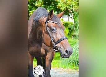 Selle Français, Mare, 12 years, 17 hh, Smoky-Black