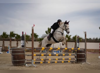 Selle Français, Mare, 13 years, 16,1 hh, Gray