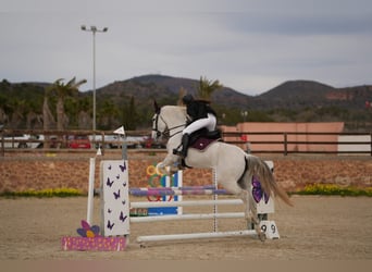 Selle Français, Mare, 13 years, 16,1 hh, Gray