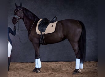 Selle Français, Mare, 13 years, 16,2 hh, Black