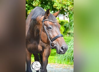 Selle Français, Mare, 13 years, 16,3 hh, Smoky-Black