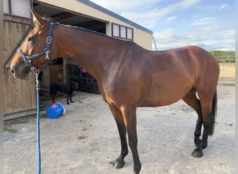 Selle Français, Mare, 13 years, 16 hh, Brown