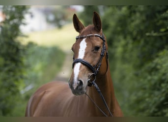 Selle Français, Mare, 13 years, 16 hh, Chestnut-Red