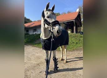Selle Français, Mare, 13 years, 16,2 hh, Grey