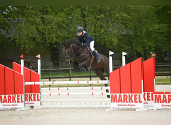Selle Français, Mare, 13 years, 17 hh, Smoky-Black