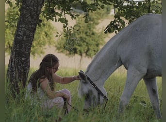 Selle Français, Mare, 14 years, 14,3 hh, Grey