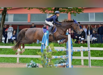 Selle Français, Mare, 14 years, 16.1 hh, Sorrel