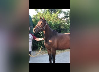 Selle Français Mix, Mare, 14 years, 16 hh, Brown