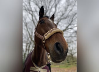 Selle Français, Mare, 14 years, 16 hh, Brown