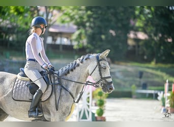 Selle Français, Mare, 14 years, 16,2 hh, Grey