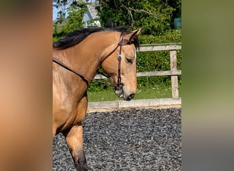 Selle Français Mix, Mare, 15 years, 15.1 hh, Buckskin