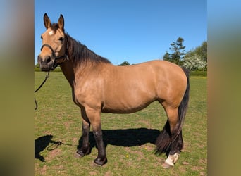 Selle Français Mix, Mare, 15 years, 15.1 hh, Buckskin