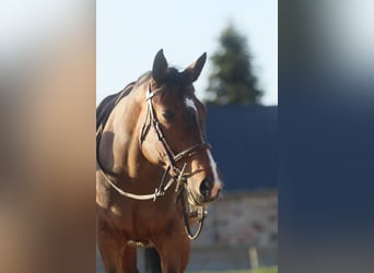 Selle Français, Mare, 15 years, 15,2 hh, Brown