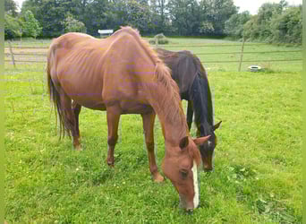 Selle Français, Mare, 15 years, 16 hh, Chestnut-Red