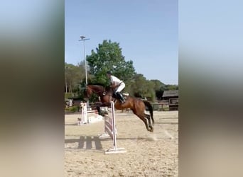 Selle Français, Mare, 15 years, 16,2 hh, Bay-Dark