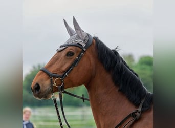 Selle Français, Mare, 16 years, 16.1 hh, Brown