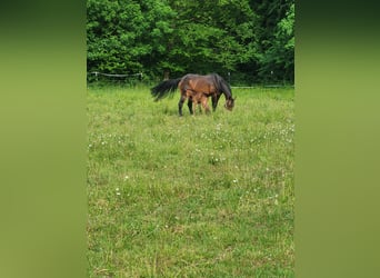 Selle Français, Mare, 16 years, 16.2 hh, Brown