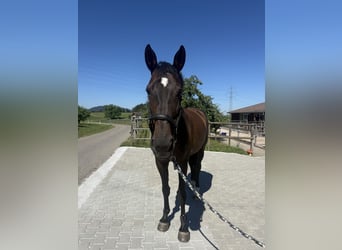 Selle Français, Mare, 16 years, 16.2 hh, Smoky-Black