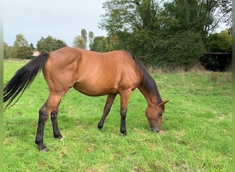 Selle Français, Mare, 16 years, 16,3 hh, Brown