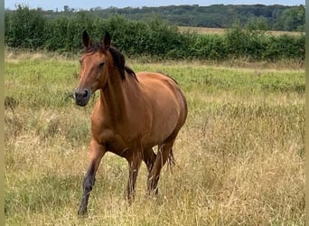 Selle Français, Mare, 16 years, 16,3 hh, Brown